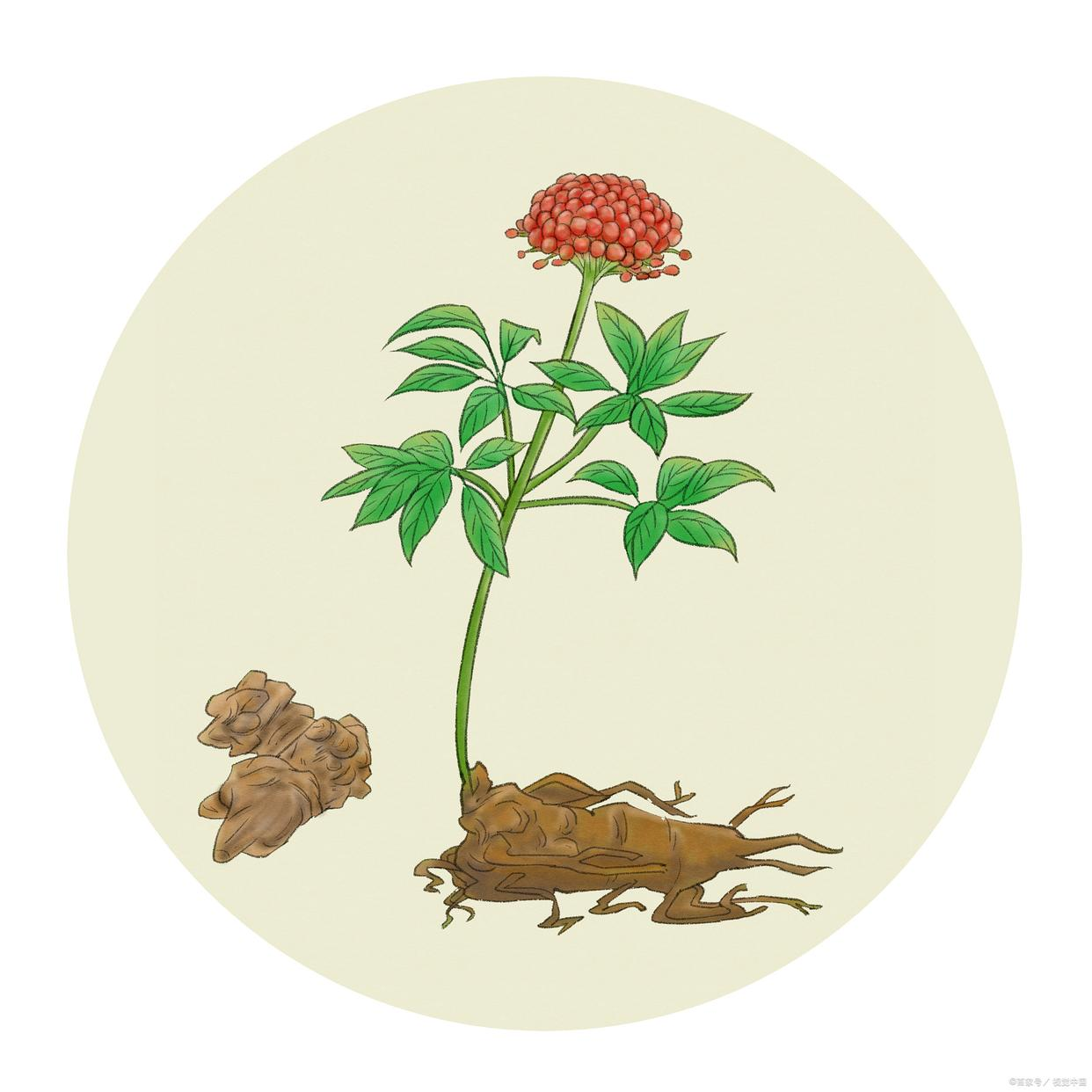 解密植物生长发育